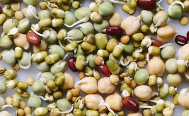 How to sprout legumes and grains at home