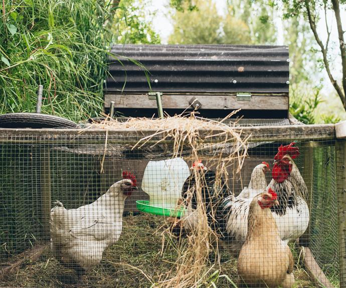 Farm fresh chooks provide fresh free-range eggs.
