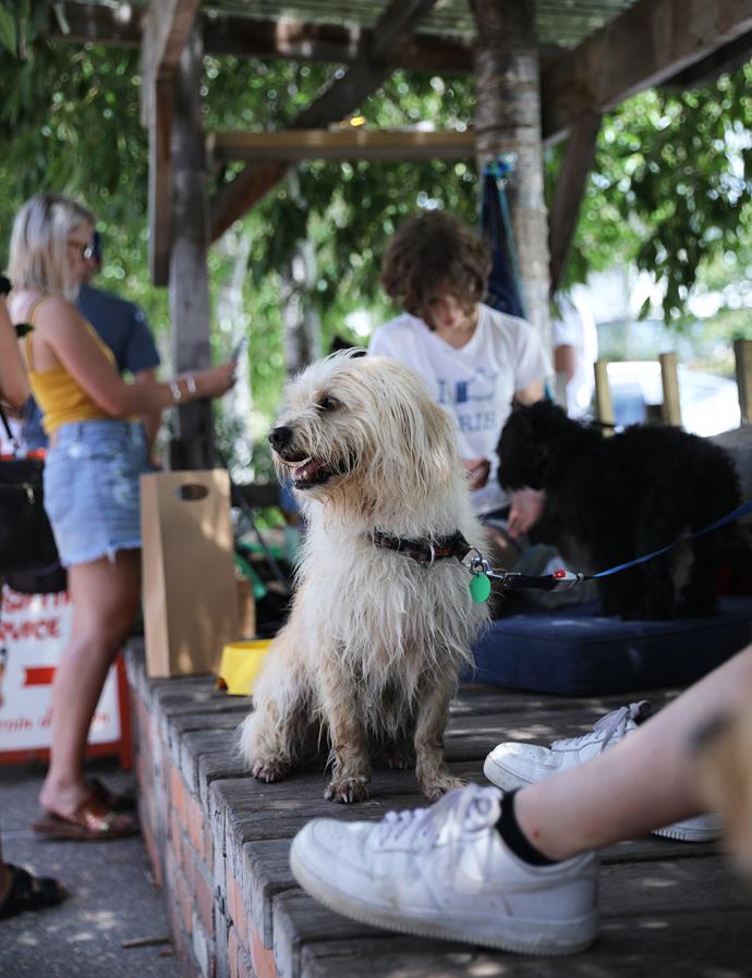 *Every girl and her dog can enjoy the relaxed vibes of Matakana Village Famers' Market*