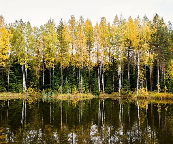 Birch trees along the Neva River