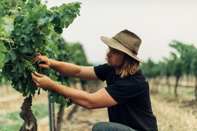 Vinden checks grapes on the vine. ""I love that I'm part of Australia's oldest wine region, he says. "But I definitely don't want to be held to the idea that everyone here makes semillon and shiraz."