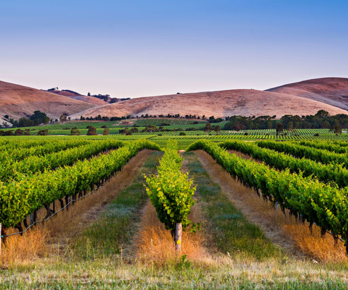 With a warmer inland climate, the Barossa Valley in South Australia produces high-quality, flavourful wine.