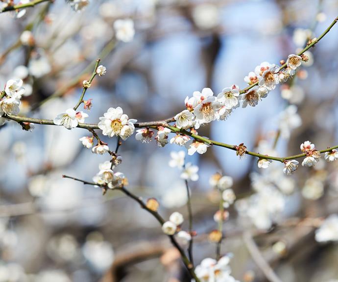 Shinjuku Gyoen National Garden is home to 1100 cherry trees that showcase 65 different varieties. Photo: Benito Martin