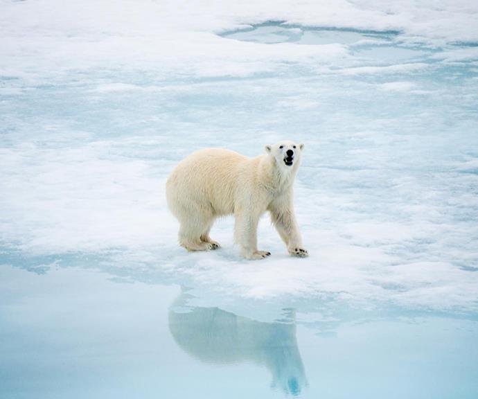 Polar bear sighting;