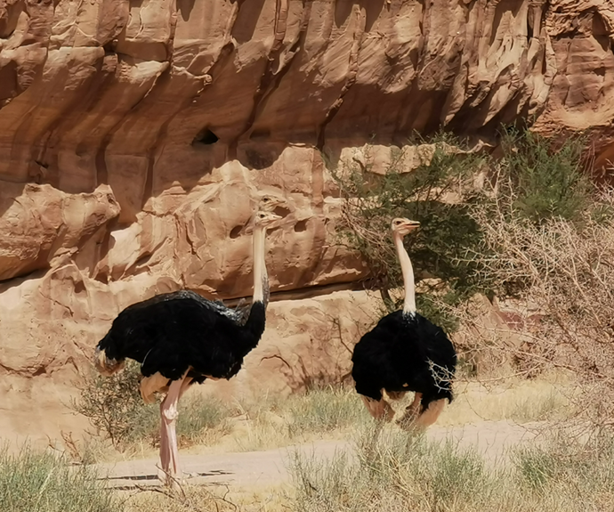 Ostriches roaming the desert in Saudi Arabia.