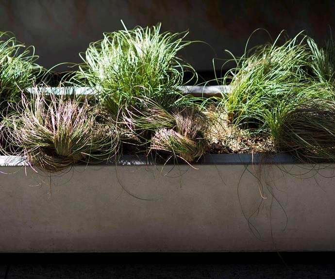 Planted inside the trough is hardy *Carex* ‘Frosted Curls’, a grass with brown-green tones that provides visual and textural contrast. The strands of grass have been woven into rounded shapes for an unexpected twist.