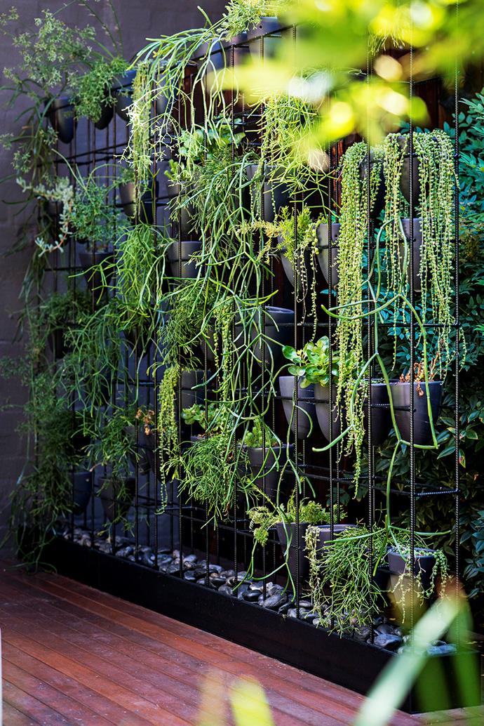 This green wall, located on the deck level of the courtyard, consists of a steel box frame with hand-thrown pots perched inside. Plants include varieties of mistletoe cactus (*Rhipsalis*) and string of pearls (*Senecio*).