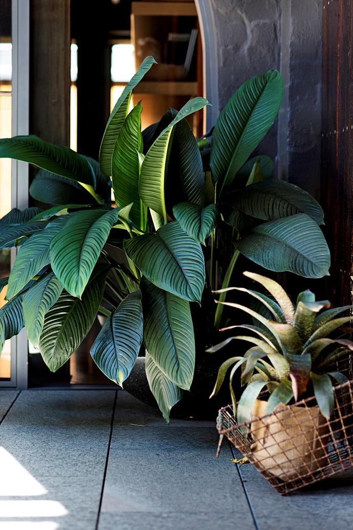 Healthy specimens include *Spathiphyllum* ‘Sensation’ (left) and a bromeliad, *Vriesea fosteriana*.