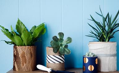 Thrive! How to keep your indoor plants alive