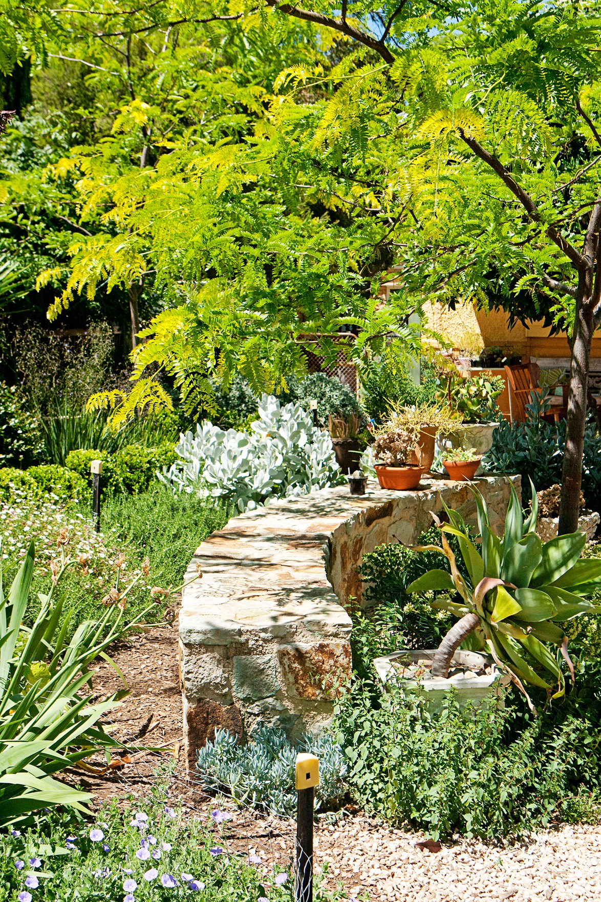 **DROUGHT TOLERANT GARDEN**<p>
<P>Warmer temperatures, drought conditions and water-restrictions mean creating a garden that requires less water – i.e. one that is both drought tolerant and water wise – is essential. "You can create any sort of garden – traditional, pretty, formal or contemporary – using water-wise plants," says landscape designer Adam Fisher. Fortunately, in Australia, many of our [native plants](https://www.homestolove.com.au/how-to-pick-australian-native-plants-for-your-garden-3061 |target="_blank") will easily fit the bill. The best thing about these gardens is that they require a lot less attension!<p>
<p>*Photo: Sue Stubbs* <p>