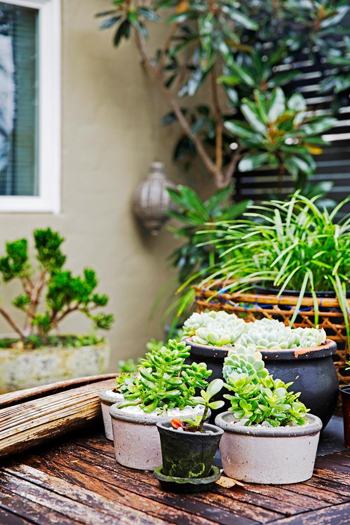 Succulents are easy to look after and don't require much attention. They look great, too!