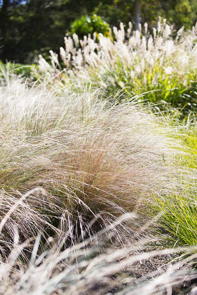 Grasses such as feathery *Miscanthus sinensis* and wheatcoloured Poa 'Eskdale' create a symphony of soft colours.