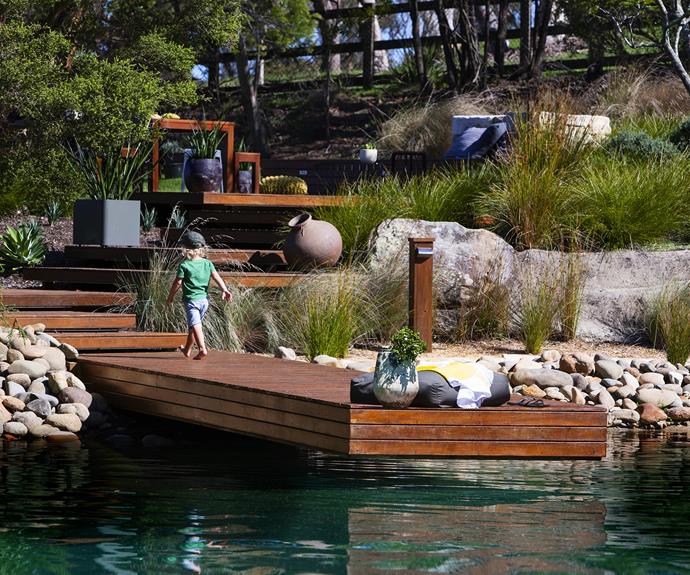 The natural swimming pool is fun for young and old. Stepped timber platforms lead down to the 9m-long pontoon. Around the area Matt planted a native/Mediterranean mix including mass plantings of Miscanthus, Poa, Dianella, Lomandra, Juncus and Isolepsis grasses combined with agaves, sculptural Mexican lily and closely clustered mounds of Coastal rosemary (*Westringia fruticosa*).