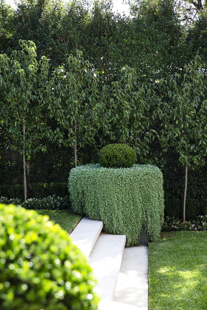 At both ends of the steps are oversized fibreglass/concrete pots planted with 'Silver Falls' (*Dichondra argentea*), which drapes over the sides. A quirky ball of box 'Faulkner' (*Buxus microphylla*) sits in the middle of each.
