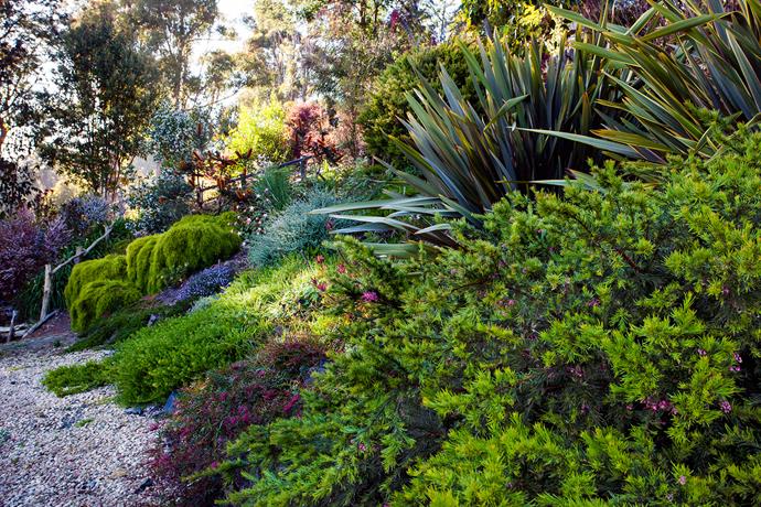A variety of ground-hugging natives, punctuated by New Zealand flax, creates a patchwork of colour across the hillside near Chopin Path in Jessie's garden.