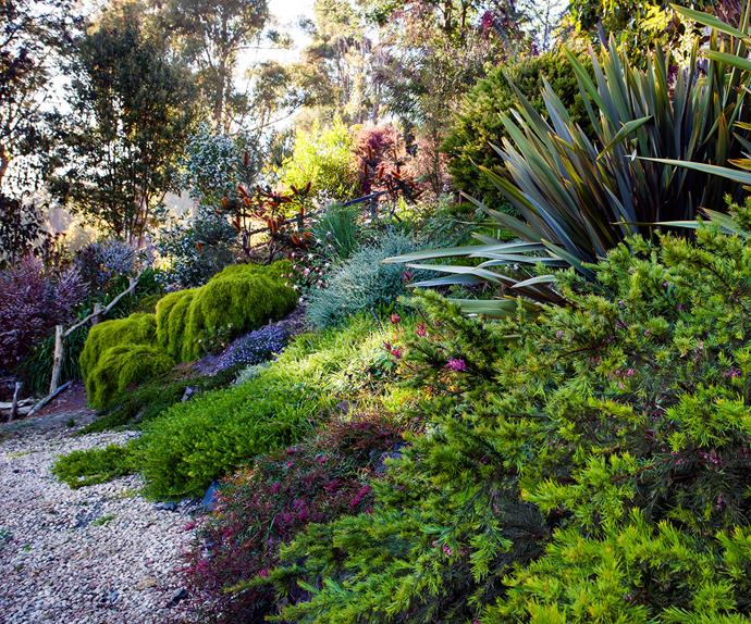 Native filled Australian garden