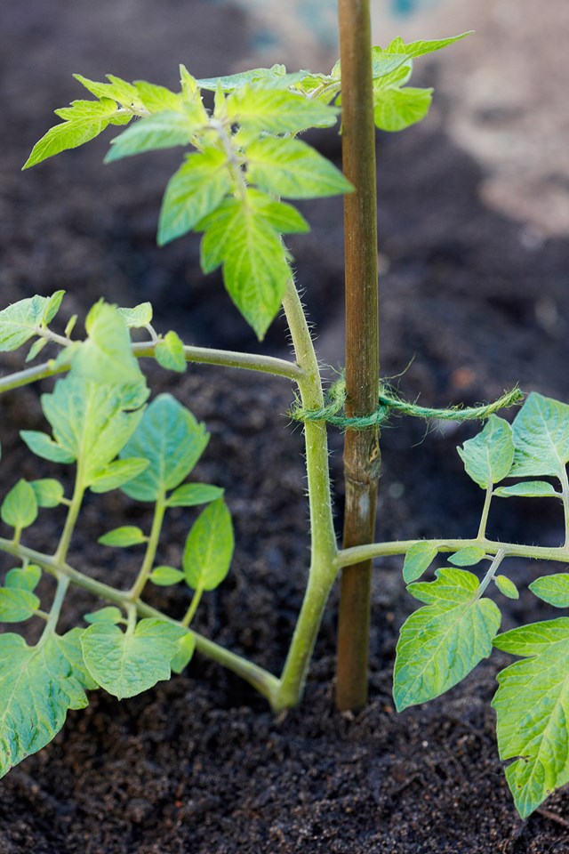 [Find out how to grow your own tomatoes >](https://www.homestolove.com.au/how-to-grow-tomatoes-8297|target="_blank")