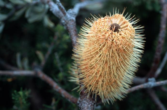 The Coastal banksia is a great textural plant option that will protect other plants from strong winds. Photo: Getty Images