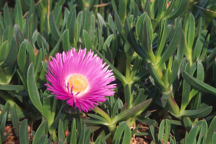 Pigface – yes, that's its actual name – will add a touch of colour to a coastal garden. Photo: Getty Images