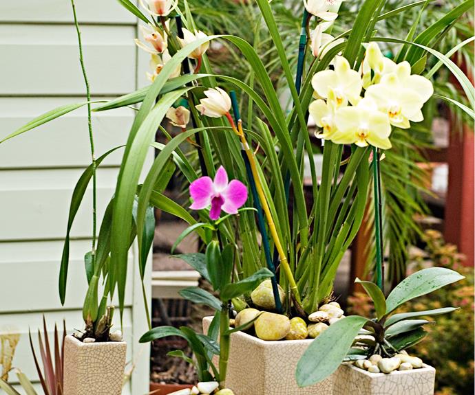 How to care for and pot an orchid