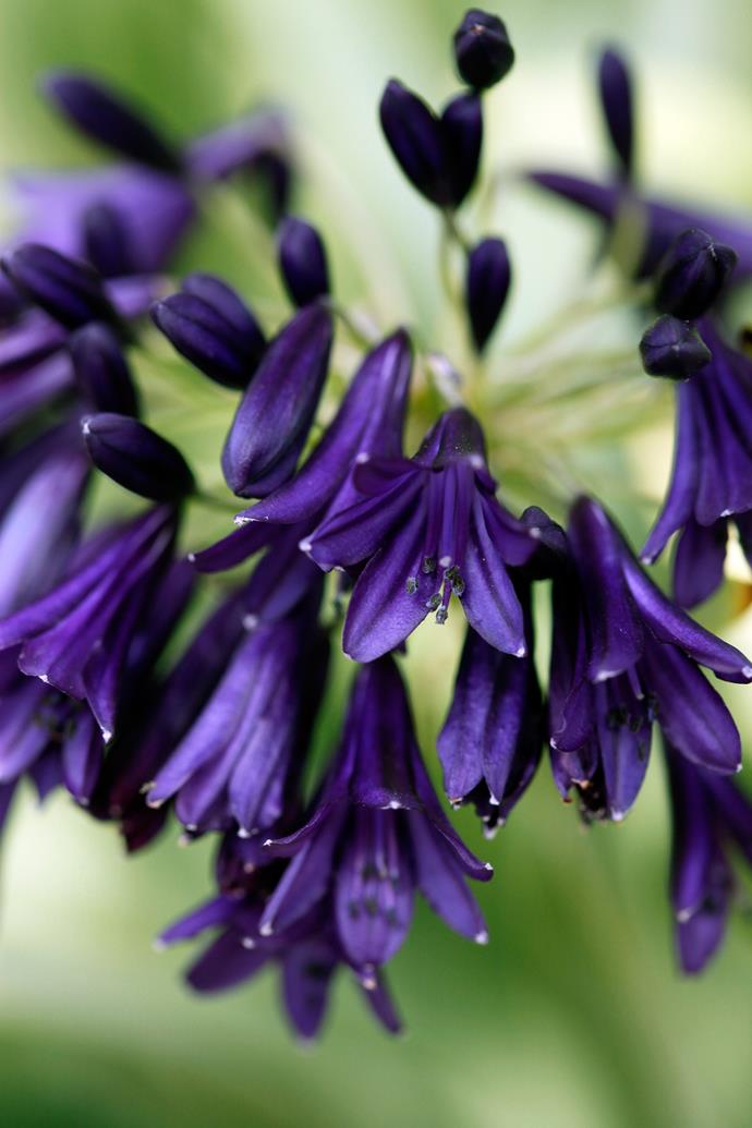*Agapanthus* 'Black Pantha' is one of the darkest blue agapanthus available. It flowers over summer and can reach 1.5m.