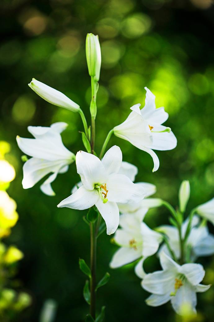 Spires of white lilium are a sight to behold in late spring and summer.