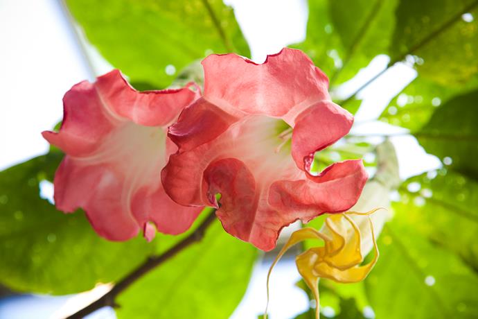 The lovely large flowers of Angel's Trumpet smell heavenly and are a fantastic feature in a summer garden. Photo: Getty Images