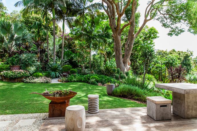 The neat lawn at the centre of the garden is shaded by a sculptural camphor laurel underplanted with shade-loving tropical plants including Brazilian red cloak (*Megaskepasma erythrochlamys*), *Cycas thouarsii* and *Microsorum grossum*.