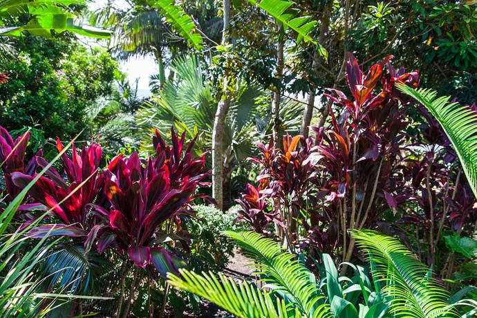 Working with a palette of green, grey and purple foliage, Claudia has [designed a tropical garden](https://www.homestolove.com.au/everything-you-need-to-know-about-tropical-garden-design-9035|target="_blank") with lots of canopy layers.
