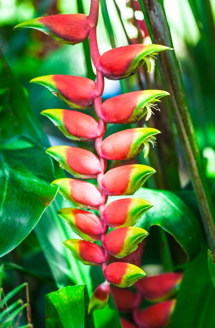 Claudia's tropical treasure trove features *Heliconia rostrate*.