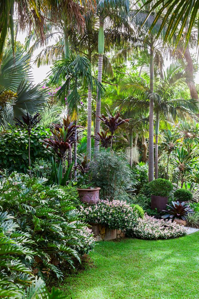 Alexander palms and cordylines reach toward the canopy. Below, *Trachelospermum jasminoides* 'Tricolor', one of the hardiest groundcover plants, spills from its raised bed.