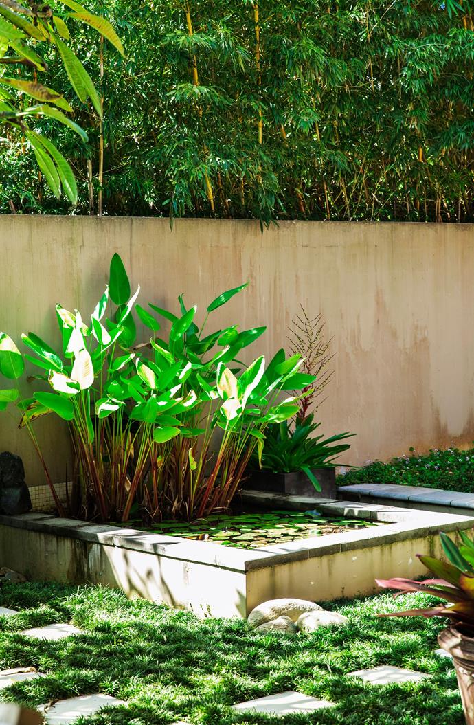 **Provide habitat for local wildlife** 
<br></br>
Australia's native frog population has been in decline for many years. A pond with the right plantings can entice friendly frogs to stop in for a visit. Landscape designer Claudia Nevell's own [tropical oasis on the NSW North Coast](https://www.homestolove.com.au/a-tropical-oasis-on-the-nsw-north-coast-2802|target="_blank") is filled with *Thalia geniculata*, a plant local frogs love.