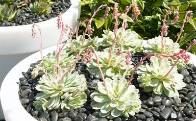 Expert tips: how to grow and care for succulents