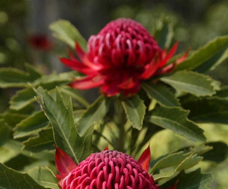 Australian native plants: The top plants to grow at home | Homes To Love