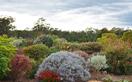 How to pick Australian native plants for your garden