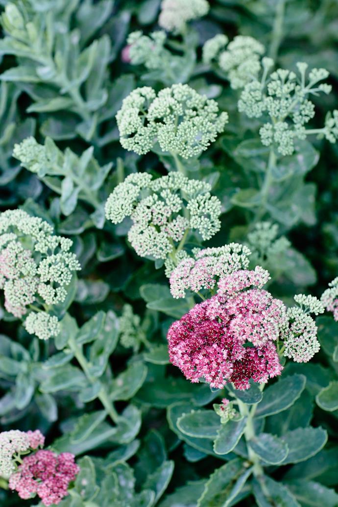 The broccoli-like flowerheads of *Sedum* ‘Autumn Joy’ turn from green to pink to rust.