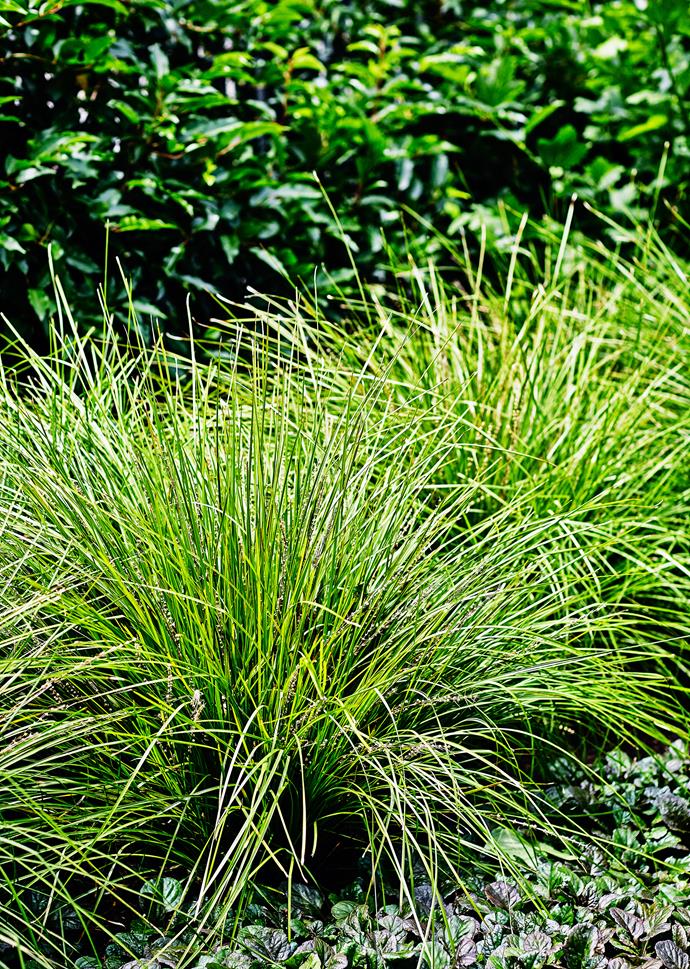 Ben has mixed leafy, old-fashioned plants with ornamental grasses such as *Miscanthus gracillimus* and *Lomandra tanika*. “The grasses give it a slightly more modern feel,” he says.
