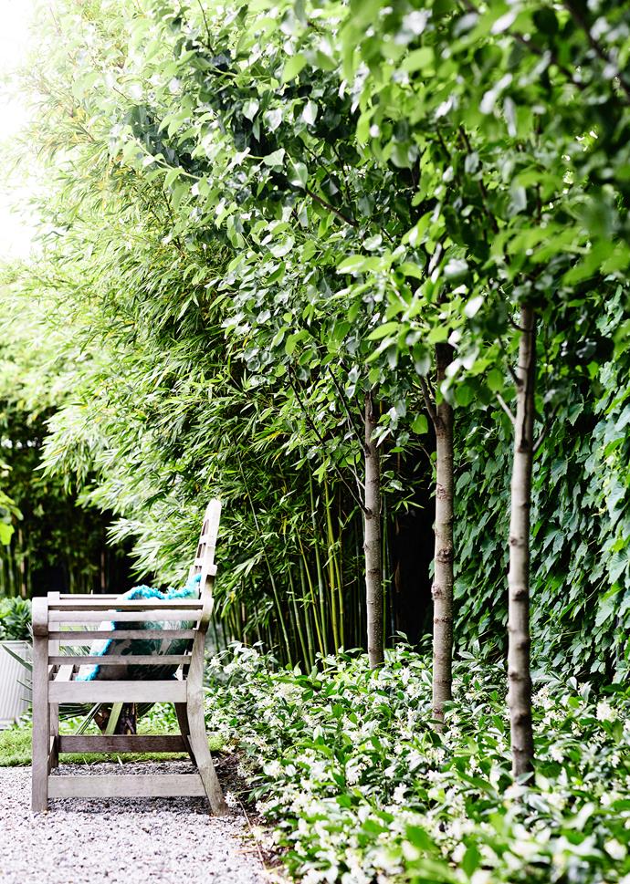 The fence is draped in Boston ivy. Planted 1.9m apart, the pleached *Pyrus* ‘Chanticleer’ are underplanted with star jasmine.