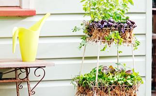 How to plant a herb garden