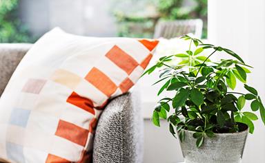 Match the indoor plant to your personality
