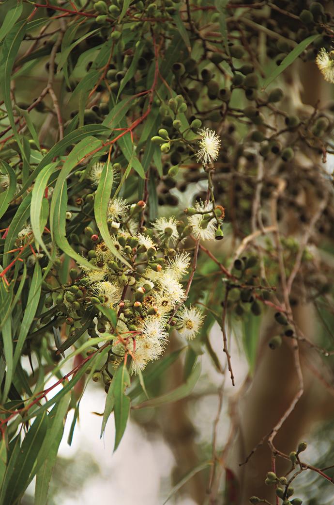 "I love the smell of the lemon-scented gum, (*Corymbia citriodora*). When the lemon scent hits you on a hot day, it's just beautiful. The dwarf form makes a fantastic feature tree on a lawn or along a driveway or path, where the white trunks act as beacons to lead you on." – Phillip Johnson of [Phillip Johnson Design](http://www.phillipjohnson.com.au/?utm_campaign=supplier/|target="_blank")