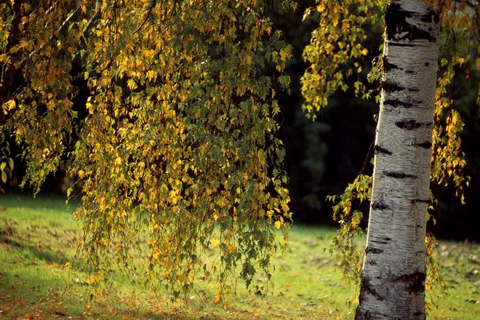 "I've always said I didn't have a favourite tree, but I have one now – *Betula jacquemontii* (Himalayan birch). It's fast growing and has the whitest trunk. And it's the most adaptable of the birch family, handling heat well. Everyone should put 10 of them in their garden." – Wes Fleming of [Fleming's Nurseries](http://www.flemings.com.au/?utm_campaign=supplier/|target="_blank").