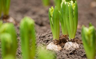 How to plant spring bulbs
