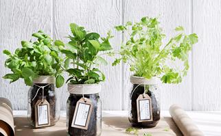 herbs in glass jars