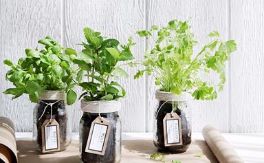 Grow your own Mediterranean herbs