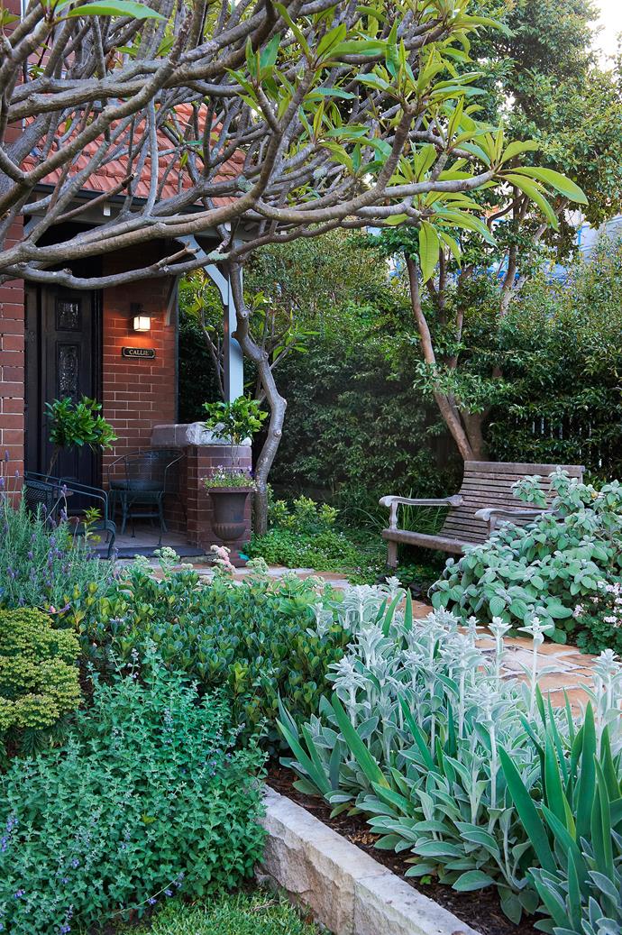 Sandstone flagging has been used for the front path, which is flanked by soft perennials such as catmint (*Nepeta* x *faassenii*), lamb's ears (*Stachys byzantina*), [lavender (*Lavandula dentata*)](https://www.homestolove.com.au/amp/plant-guide-lavender-9188|target="_blank"), euphorbia, [bearded iris (*Iris germanica*)](https://www.homestolove.com.au/bearded-iris-plant-guide-23209|target="_blank") and Indian Hawthorn (*Rhaphiolepis* 'Oriental Pearl'). Next to the seat is silvery-leafed *Plectranthus argentatus*.