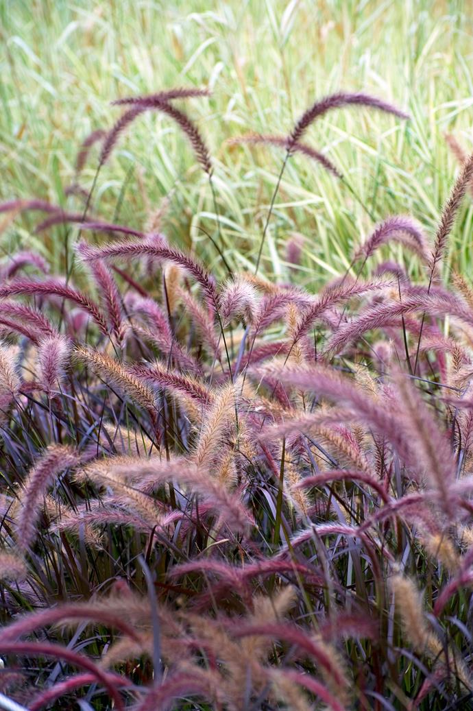 "In a children's or sensory garden *Pennisetum advena* 'Rubrum' (purple fountain grass), is a great addition because it adds a touch of whimsy and playfulness," says Ruth.