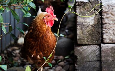 How to choose the right chickens for your backyard