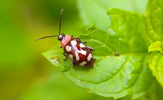 Lady bug in a vegie garden