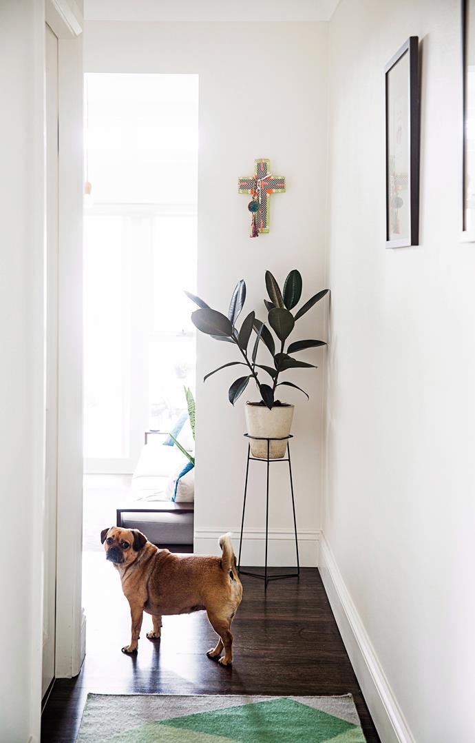 A stand elevates your plant to new heights. Photo: Chris Warnes / bauersyndication.com.au